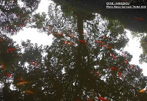 Alexia-Hangzhou 045